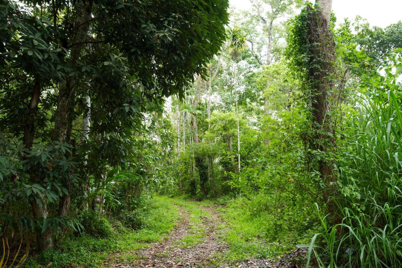 Mystic Trees, Kumily Daire Thekkady Dış mekan fotoğraf